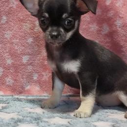 Chihuahua Puppies from Dee Hayes
