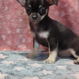 Chihuahua Puppies from Dee Hayes