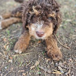 Birch - Tri-color male Bernedoodle puppy in Pismo Beach, California from Beach Bernedoodles