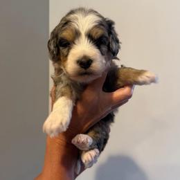 Apollo - Blue merle male Bernedoodle puppy in Payson, Utah from Country Sky Doodles