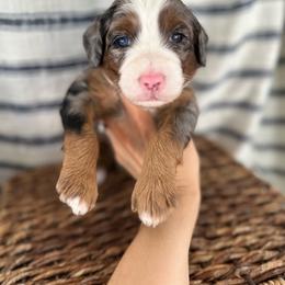 Wrigley - Merle male Bernedoodle puppy in Waco, Texas from Blessings Pups Doodles