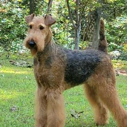 Tessa - Airedale Terrier