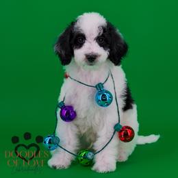 Dasher - Tri-color male Labradoodle puppy in Travelers Rest, South Carolina from Doodles of Love Labradoodles