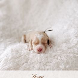 Swan - 12 Days of Christmas - Apricot male Goldendoodle puppy in Syracuse, Indiana from The Doodle Cove