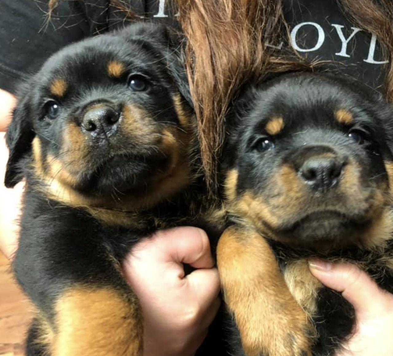 AK Rotts in Alaska | Rottweiler puppies | Good Dog