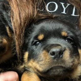 Rottweilers from AK Rotts