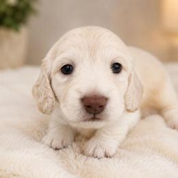 Purple Collar - AKC Female - Cream female Dachshund puppy in Nashville, Tennessee from Farmhouse Sausages - Located in TN delivers all over US