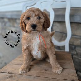 Bronco- orange collar - Red  male Goldendoodle puppy in Ashton, Idaho from Kerr Kanine Ranch