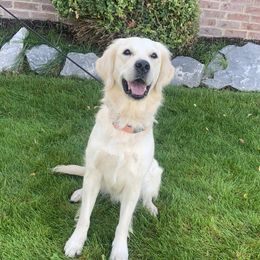 Kate - Companion Cross