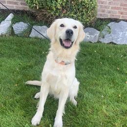 Kate - Companion Cross