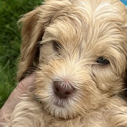 Blue girl - Australian Cobberdog puppy in Grand Rapids, Michigan from Joreese Australian Cobberdogs