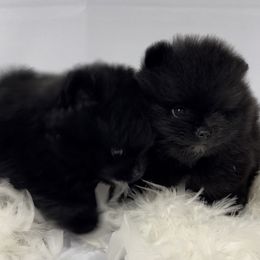 Pomeranian Puppies from Silver’s Reigning Heir Poms