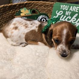 AKC boy 1 - Piebald male Dachshund puppy in Denham Springs, Louisiana from Mary's Mini Dachshunds