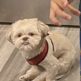 Shih Tzu Puppies from Shihtzus.Sc