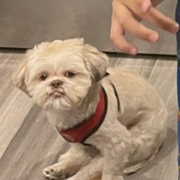 Shih Tzu Puppies from Shihtzus.Sc