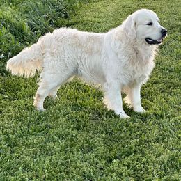Brian - Golden Retriever