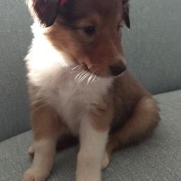 Lady Sorcha - Sable merle and white female Collie puppy in Elmhurst, Illinois from Stacey's Collies