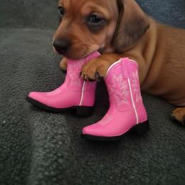 Dolly - Cream female Dachshund puppy in Wildomar, California from Mindy's Dachshunds