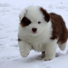 Julep - Red tri-color female Australian Shepherd puppy in Springville, New York from RisingStar Australian Shepherds