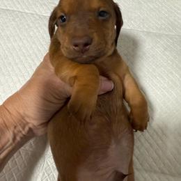 Bingo - Red male Dachshund puppy in Whitesboro, Texas from Joanie's Tickled Pink Puppies