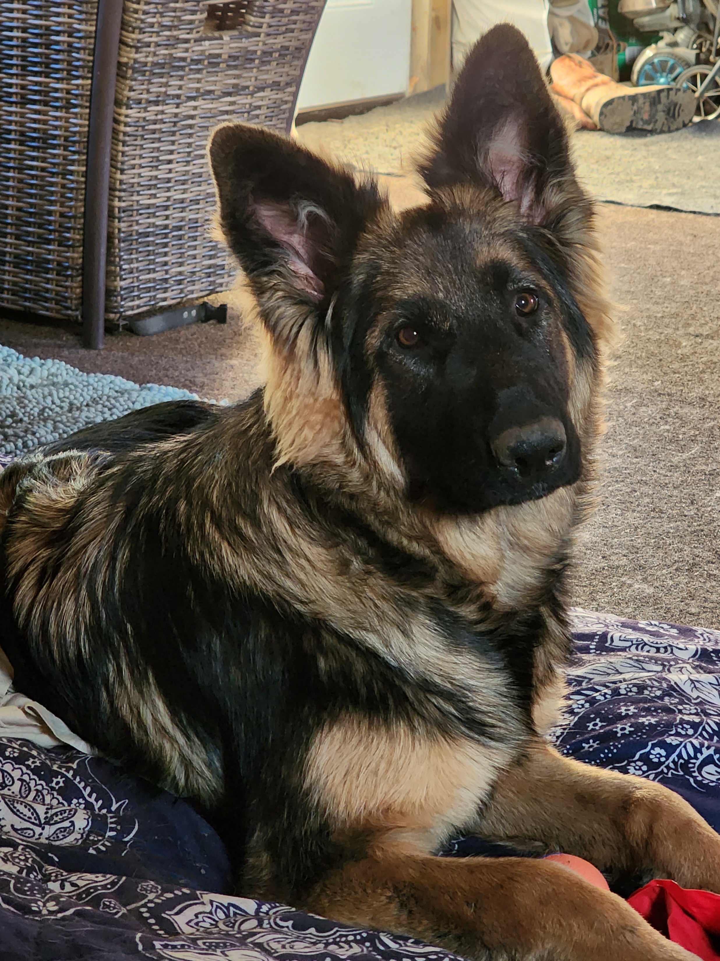 Tavia - German Shepherd