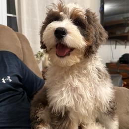 Jasper - Blue merle male Bernedoodle puppy in Ashland, Kentucky from Still Waters Farm