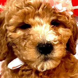 Birdie - Goldendoodle puppy from Perfect Fit Poodles & Doodles