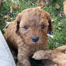 Cavapoo Puppies from Little Harbor Cavapoos