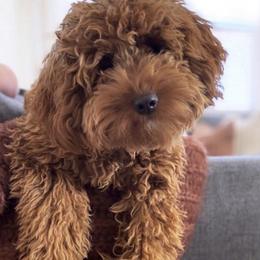 Goldendoodle Puppies from Golden Haven Puppies