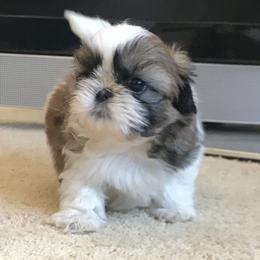 Shih Tzu Puppies from Willow Lane Shih Tzus