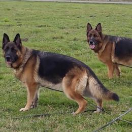 German Shepherd All Grown Up from Beau Ideal German Shepherds