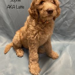 Goldendoodle Puppies from Main Street Goldendoodles