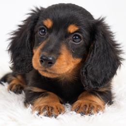 Autumn - Dapple female Dachshund puppy in Fredricktown, Missouri from Ivy Cream Dachshunds