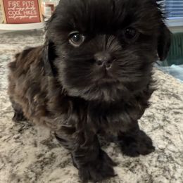 Jay - Chocolate male Shih Tzu puppy in Stafford, Virginia from Bayview Pups