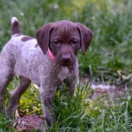 German Shorthaired Pointer Puppies from Valor Hill Kennels
