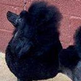 Chinese Cresteds and Poodles from Amari Miniature Poodles and Chinese Cresteds