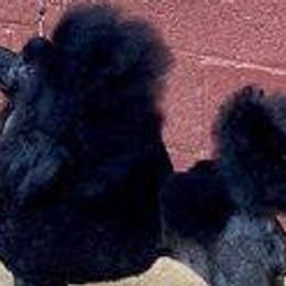 Chinese Cresteds and Poodles from Amari Miniature Poodles and Chinese Cresteds