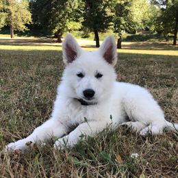 Berger Blanc Suisse Puppies from Moro Shepherds