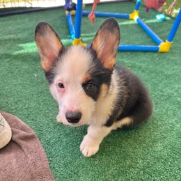 Brooks - Black and white male American Corgi puppy in Waskom, Texas from Piney Woods Corgis