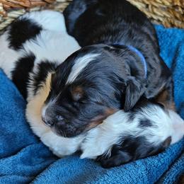Pippin - Tri-color male Bernedoodle puppy in Granton, Wisconsin from Rose River Farms