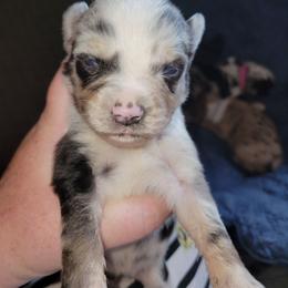 Chip- Purple Collar - Blue merle female Australian Shepherd puppy in Fort Cobb, Oklahoma from White Run Ranch
