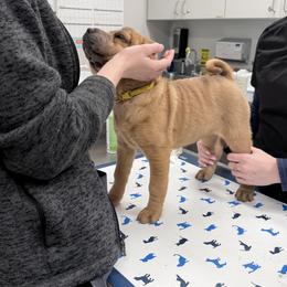 Sesame Seed - Blue sable female Chinese Shar-Pei puppy in Lehigh Acres, Florida from Florida Wrinkles