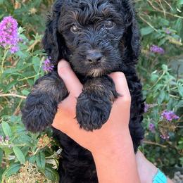 Benjamin ( Franklin) - Black male Bernedoodle puppy in Caldwell, Idaho from Treasure Valley Poodles