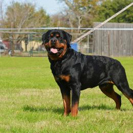 Rottweiler puppies from HAUS OF RZA