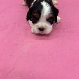 Mini - Tri-color female Cavalier King Charles Spaniel puppy in Burke, New York from Patti’s Puppies