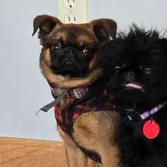 Brussels Griffons from Katie Baringer