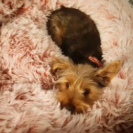 Honey Bunny - Yorkshire Terrier