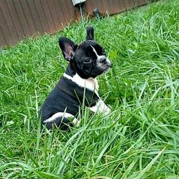 Cooper - Cream male French Bulldog puppy in Lancaster, Ohio from FarmHouse Frenchies