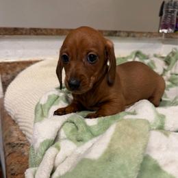 Oakley - Wild boar male Dachshund puppy in Los Angeles, California from Dachshunds of the Desert