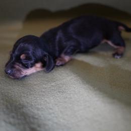 Boy 1 - Black and tan male Dachshund puppy in Quemado, New Mexico from TNT Dachshunds